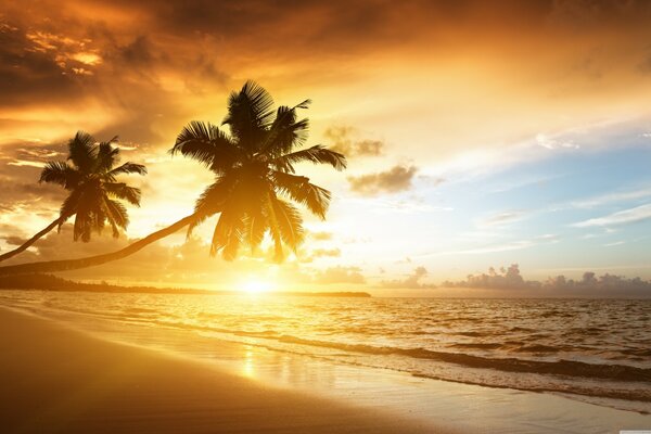 Palm trees on the golden beach