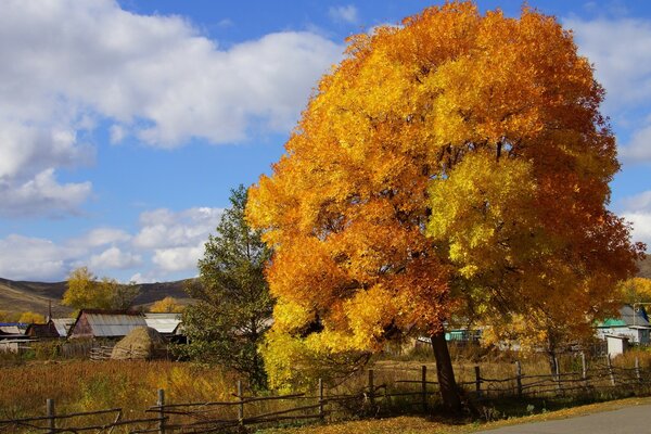 Herbstbaum auf dem Hintergrund des Dorfes