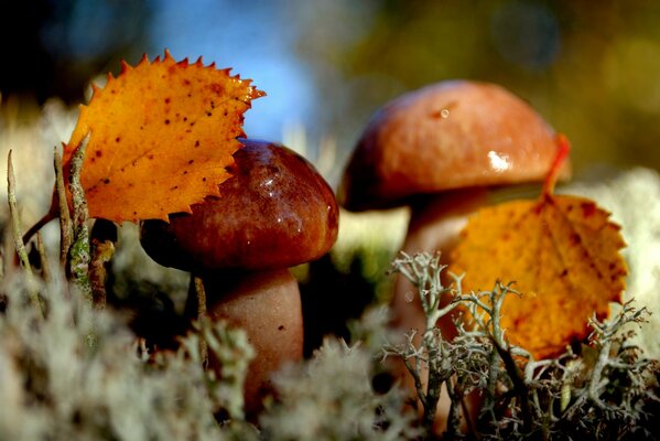 Mushrooms in the moss, under the yellow leaves