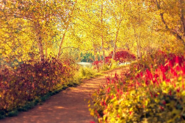 Wanderweg im Herbstwald führt zum Glück