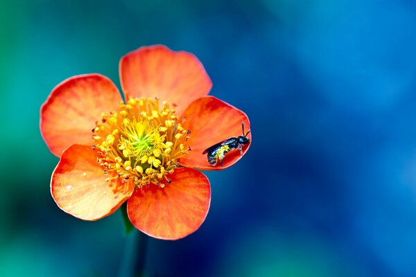 Insetto su un delicato fiore arancione