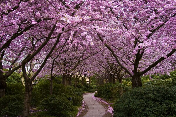 Cherry blossoms in the Japanese garden