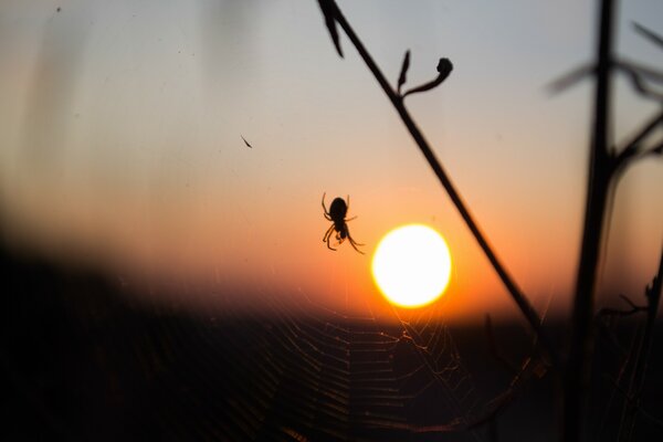 Foto de una araña en una telaraña en el fondo de una puesta de sol