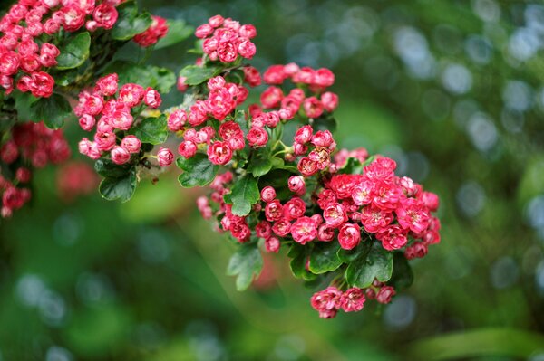 Rosehip flowers on a green background