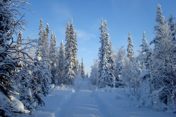 Winter road in the forest. Fir trees. Snowdrifts