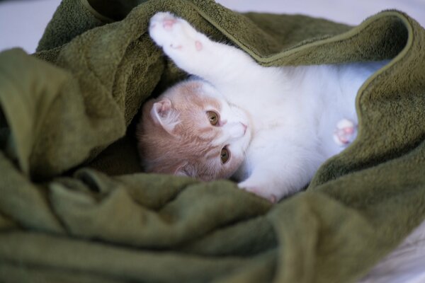 A kitten is playing on a green blanket