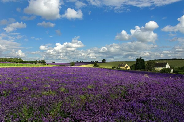 Landschaft von Tuskana Blumen Himmel und Häuser