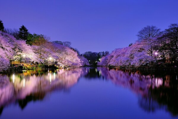 Lagos iluminados en Tokio en el parque