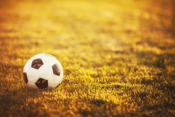 Soccer ball on the lawn