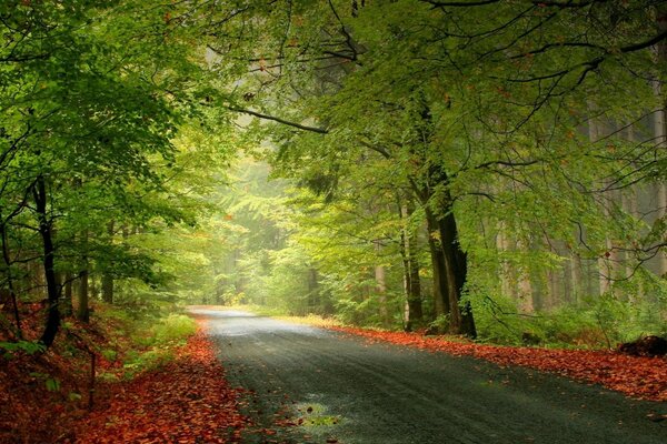 Ampia strada attraverso la foresta verde