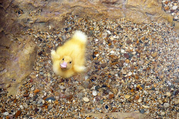 A yellow fluffy duckling stands on a pebble