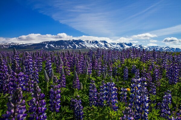 Campo con flores. Lupinos. Islandia