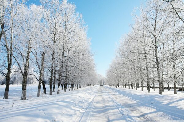 Trees on a snowy winter road