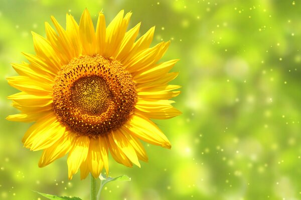 Bright yellow sunflower in the field