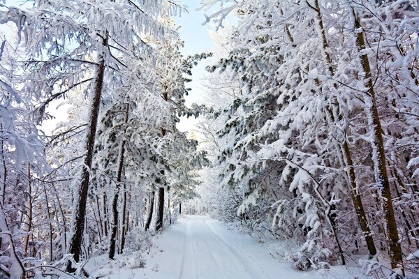 Winter landscape with winter road