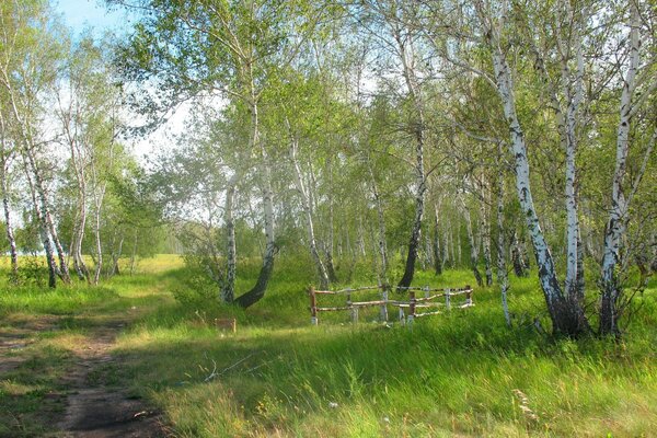 Тропа среди берез весной в лесу