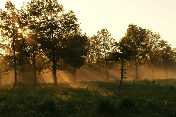 Morning in leu. nature of the country