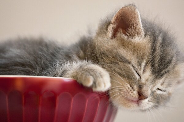 Petit chaton gris dort doucement dans un pot de fleurs rouge