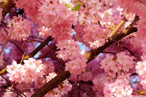 Fiori rosa sui rami di Sakura