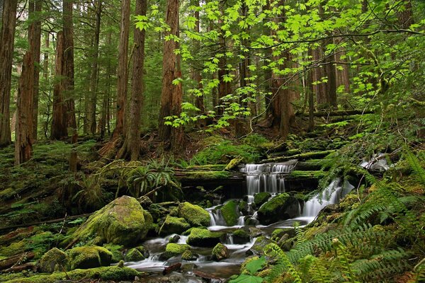 Bäume und ein Wasserfall im Wald