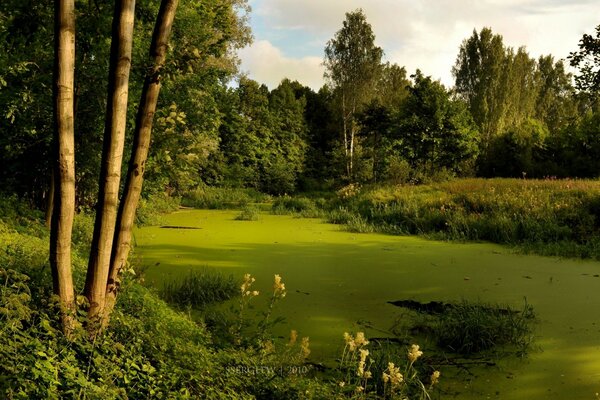 Wald und grüner Fluss und Weg