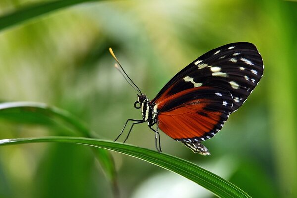 Una mariposa helicoide abigarrada se sienta en una hoja