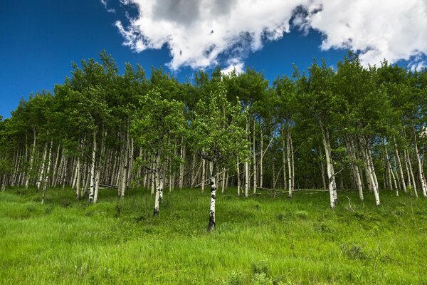 Grand bosquet de bouleaux