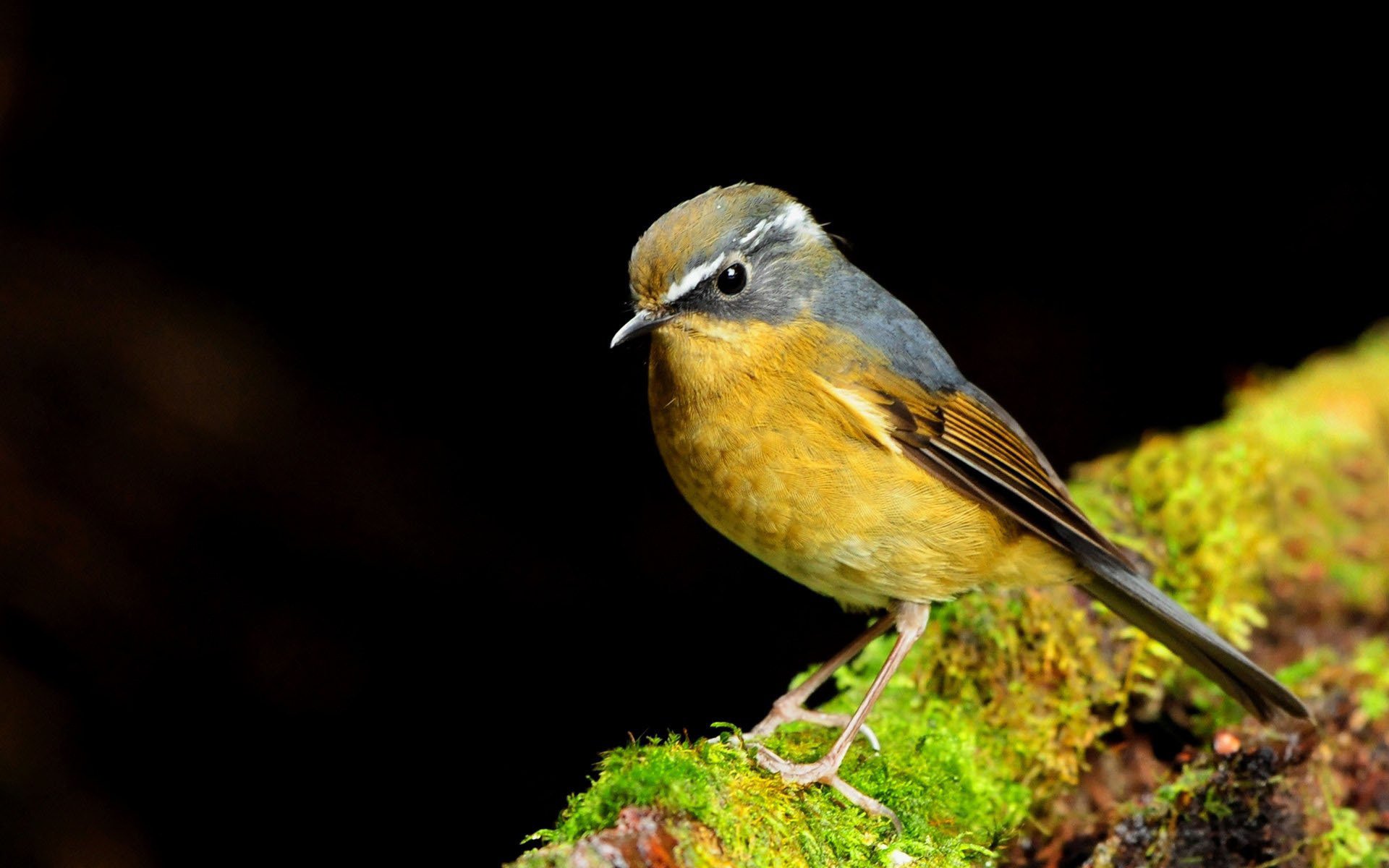 bird moss log macro yellow