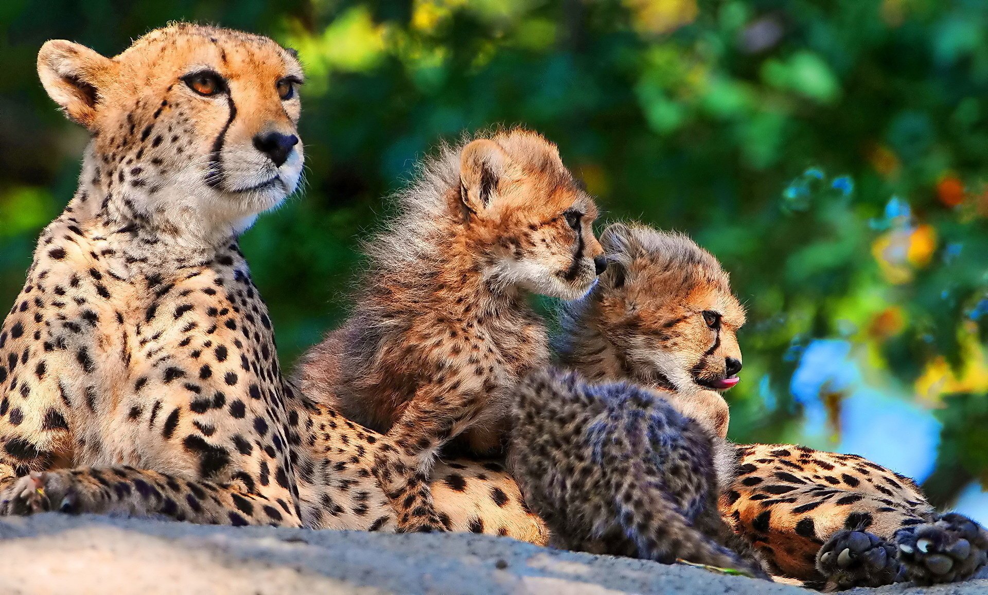 guepardo mamá madre gatitos tres familia