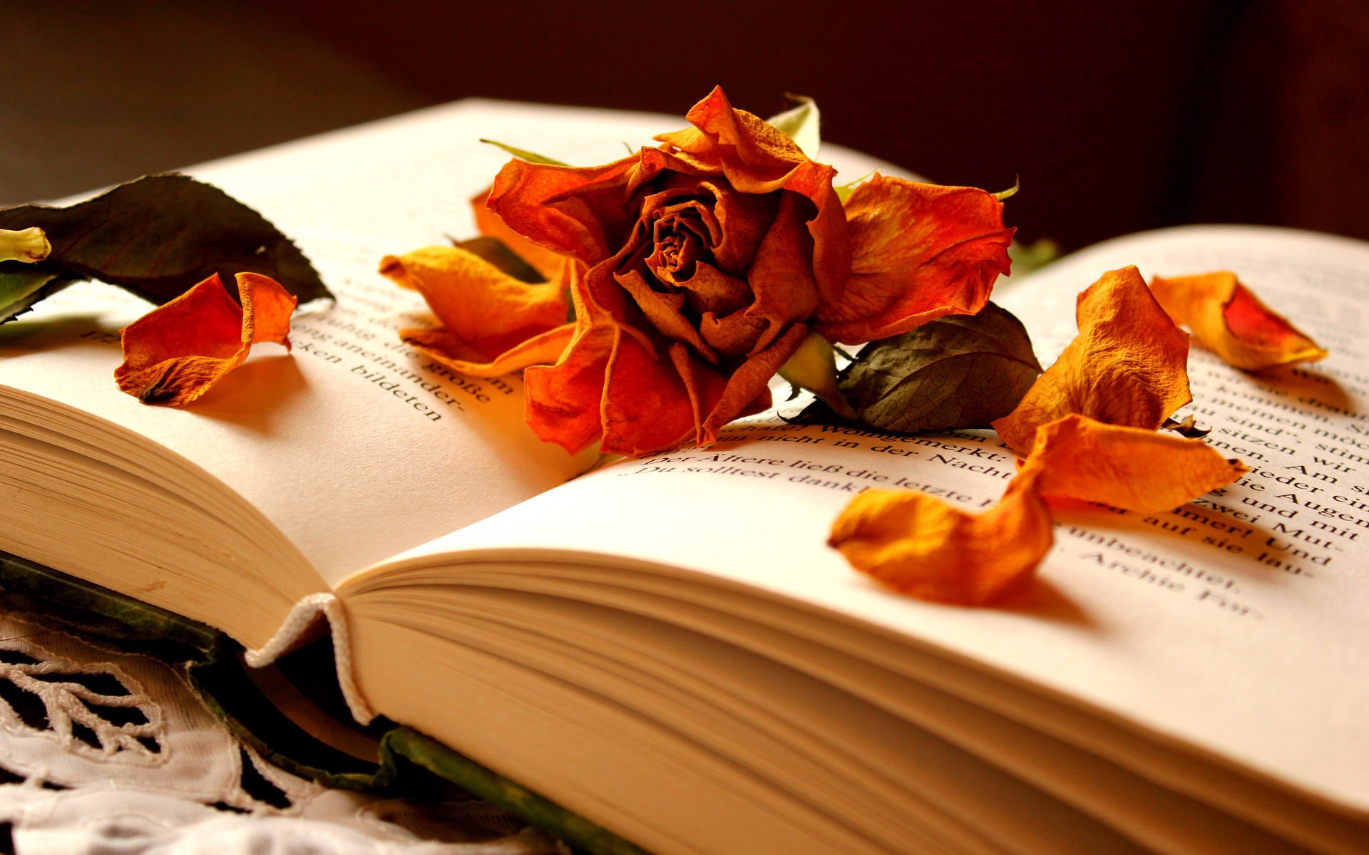 book flower dry rose petal