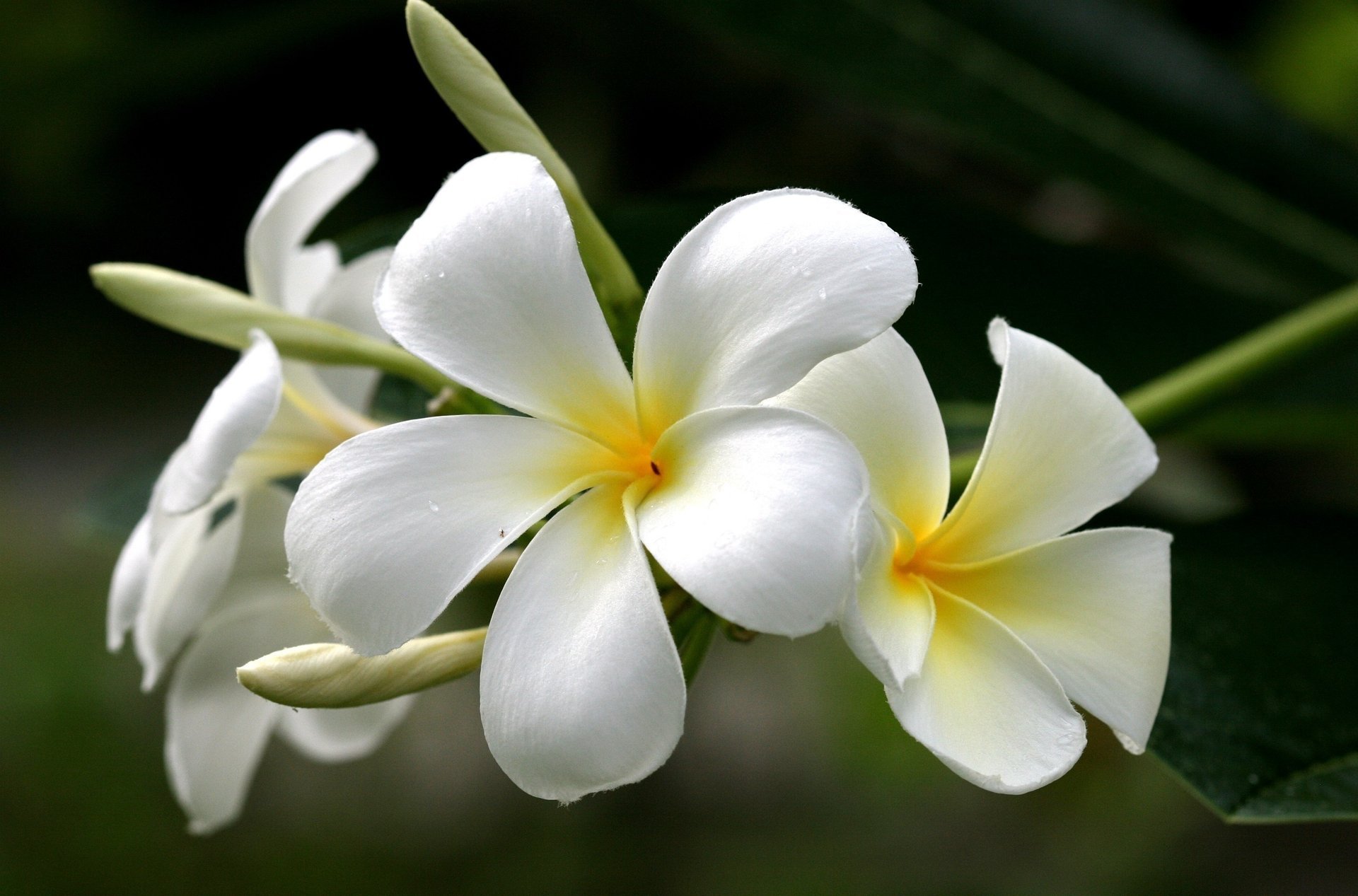 plumeria bianco fiori frangipani giallo