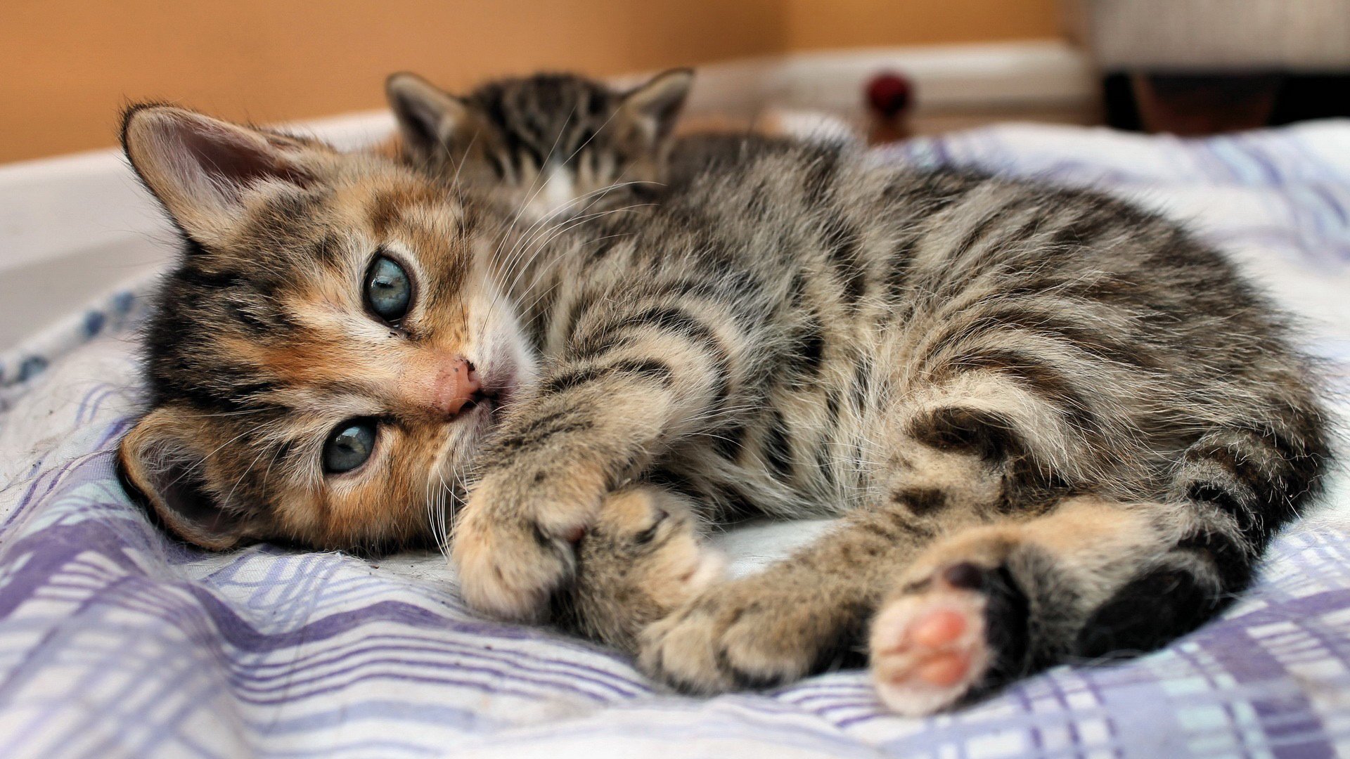 chat vue chaton se trouve yeux bandes lit