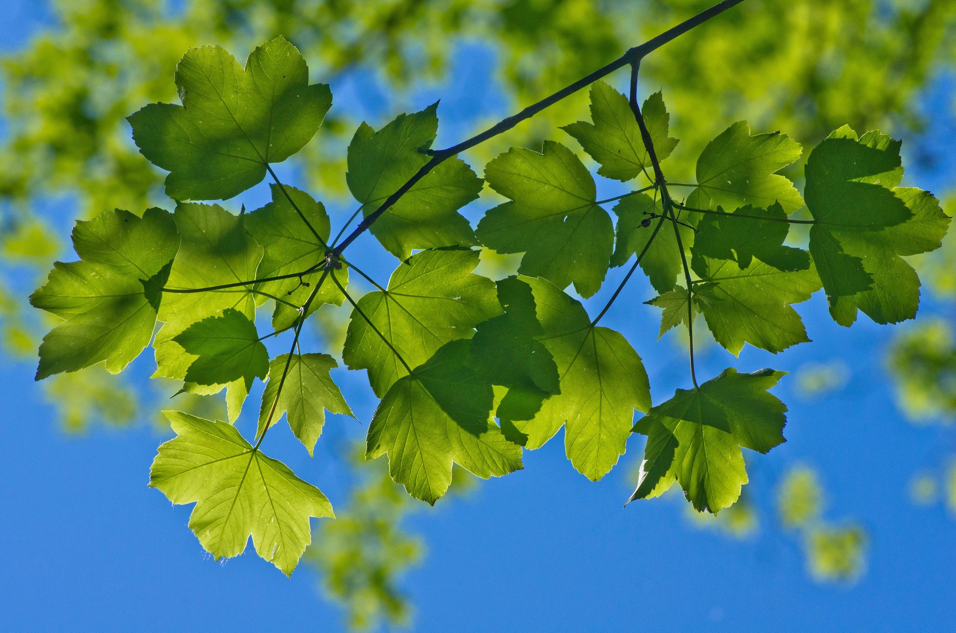 gros plan été ciel feuillage branches