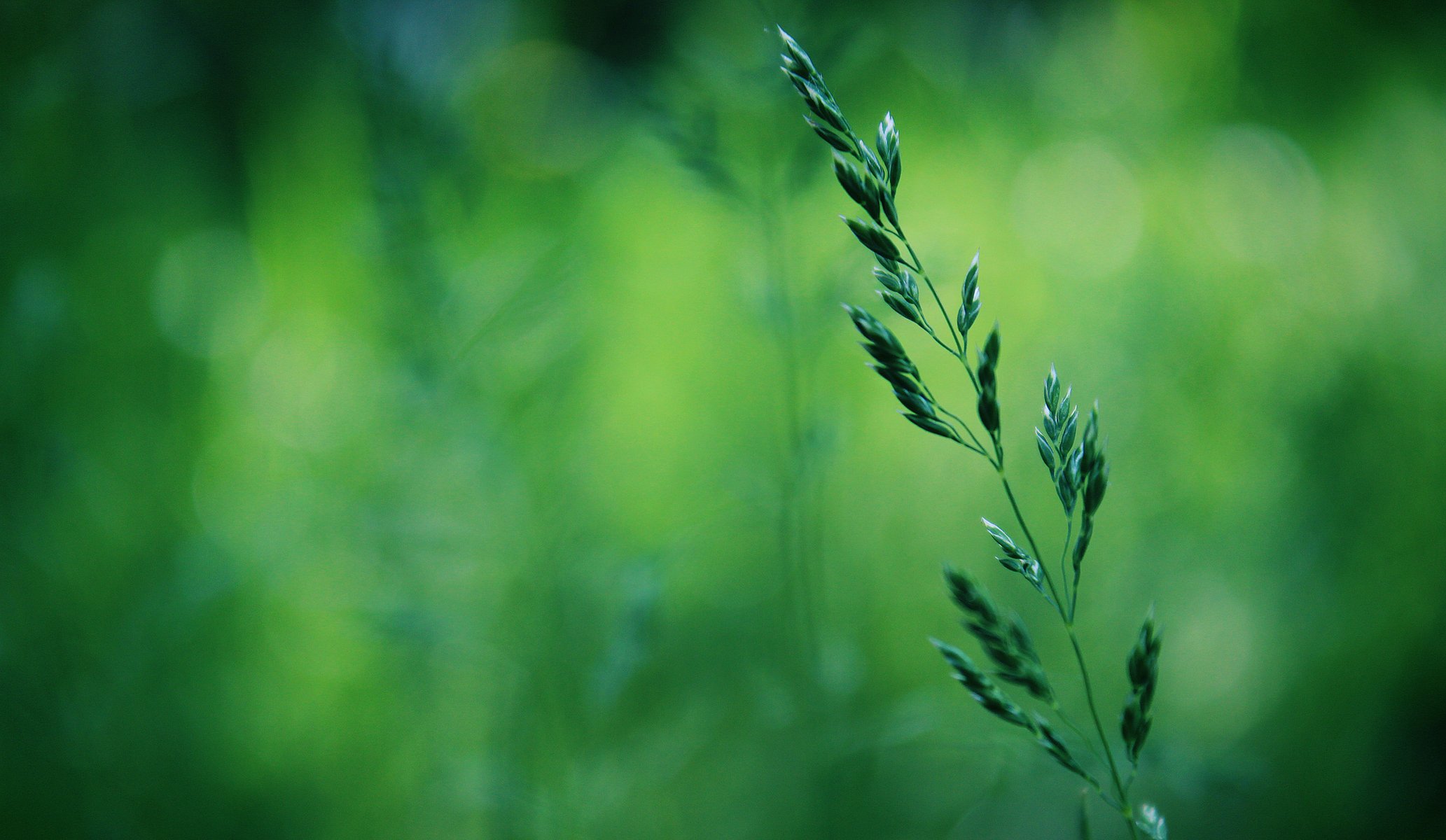 herbe bokeh verdure gros plan printemps