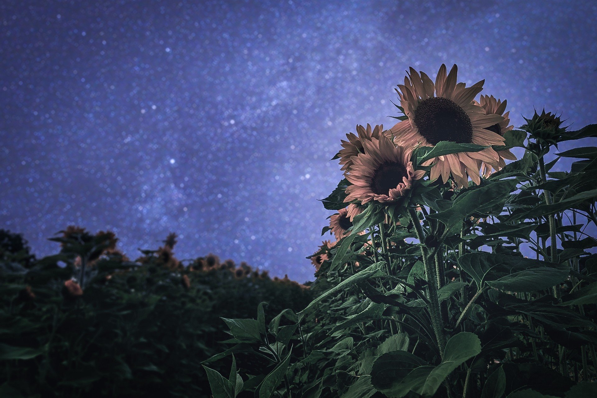 ummer night sunflower