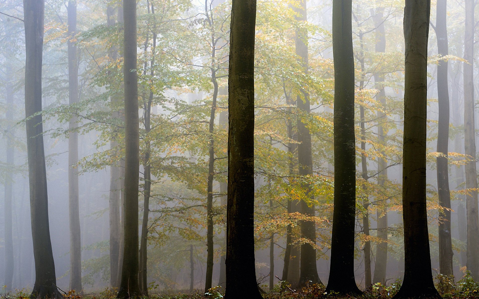 otoño árboles niebla