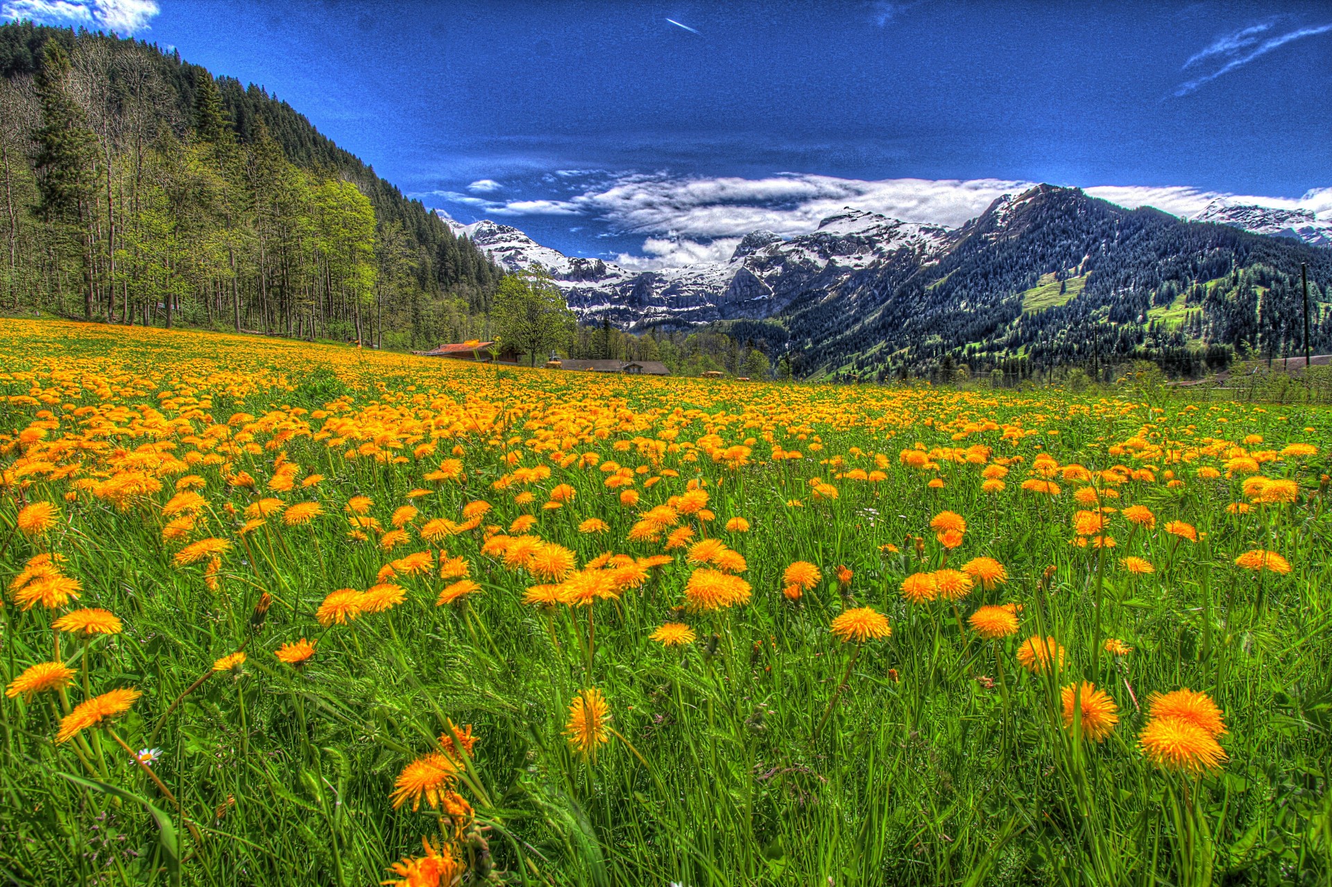 landschaft berge schnee blumen natur