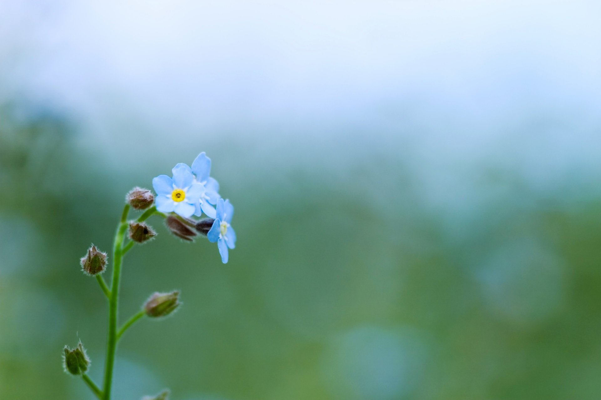 fiori colore nontiscordardime verde pianta blu