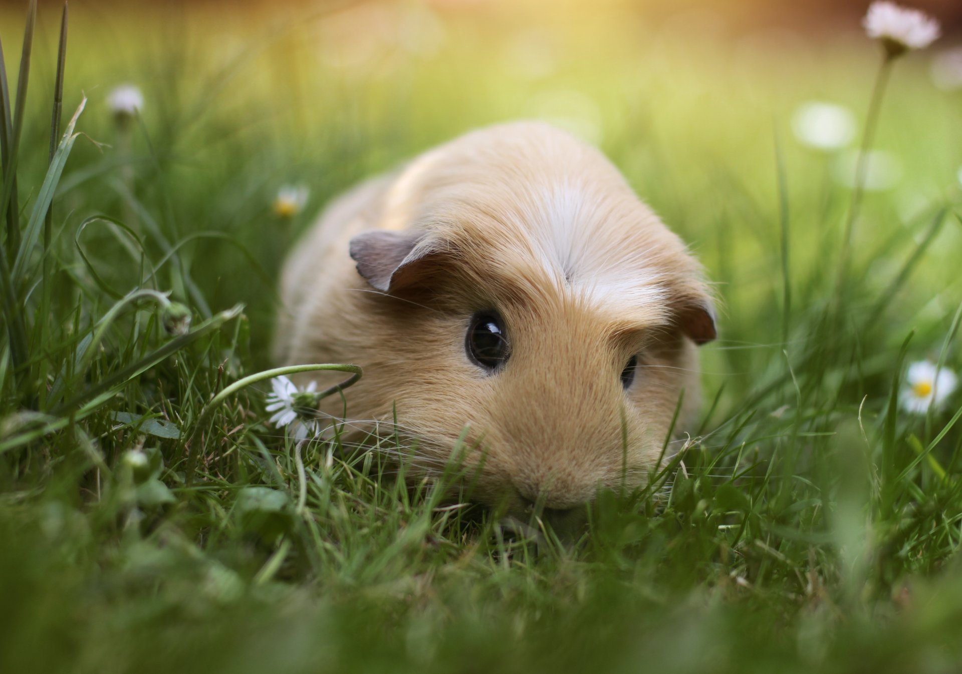 cavia erba animale