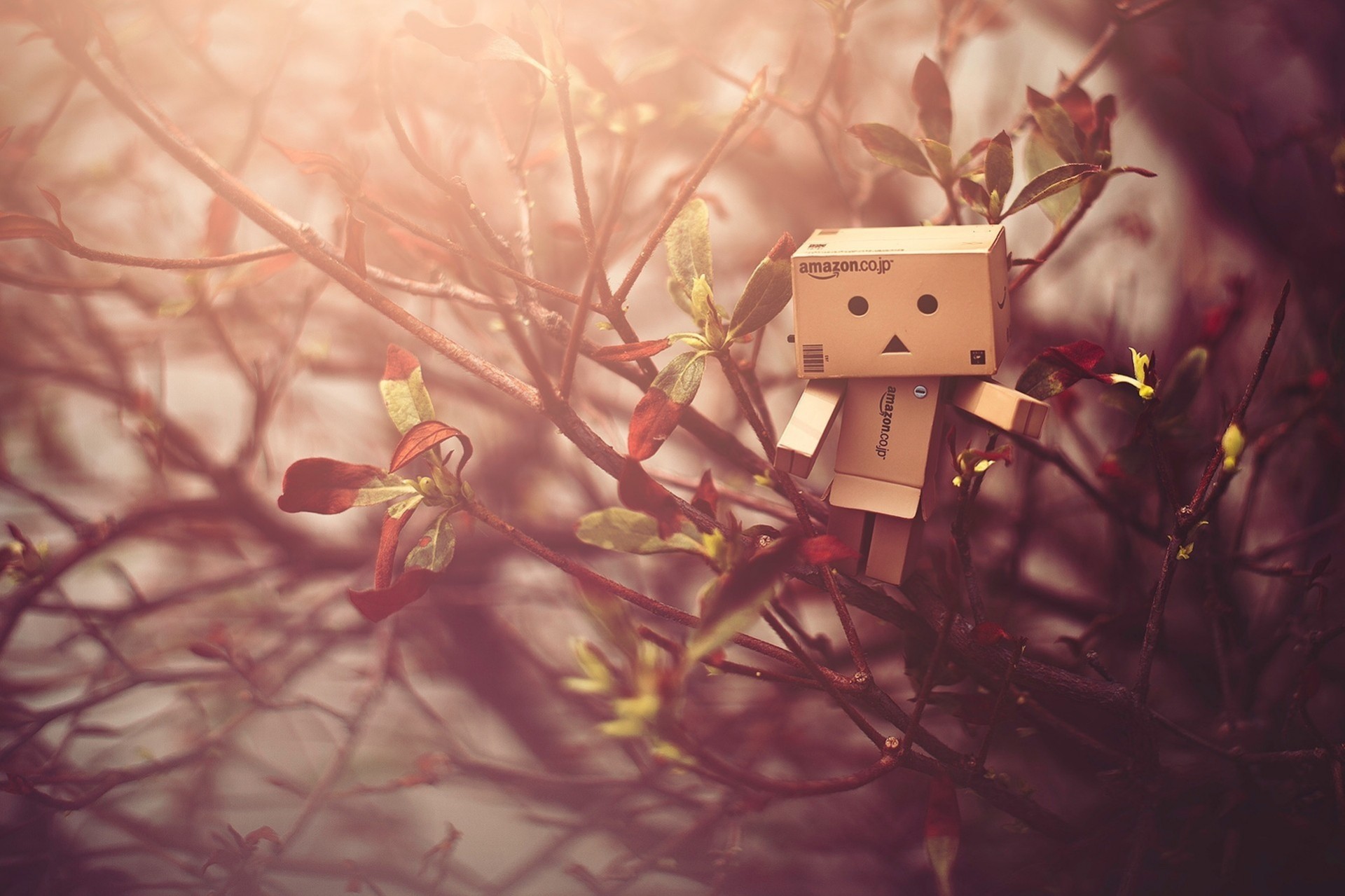 lumière danbo érable bois