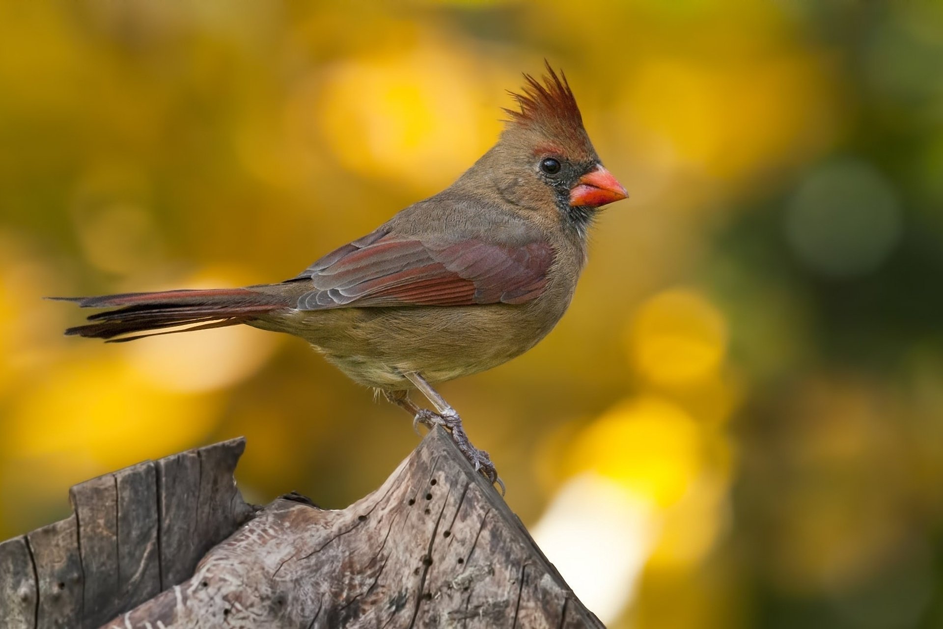 cardinal cardinal nord oiseau macro souche touffe