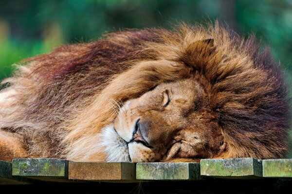 Cute sleeping lion on the boards