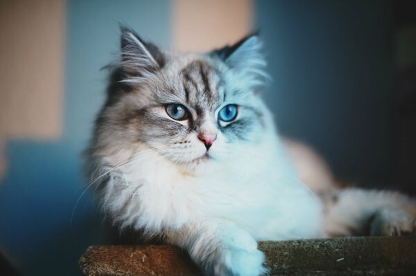 Gatto seduto tranquillamente con gli occhi azzurri