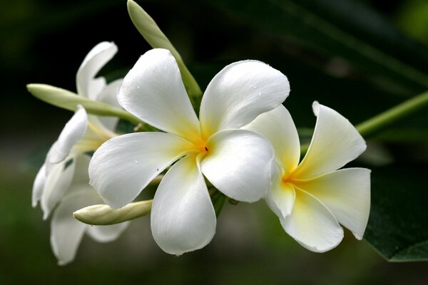 Hermosas flores blancas de Plumeria de verano