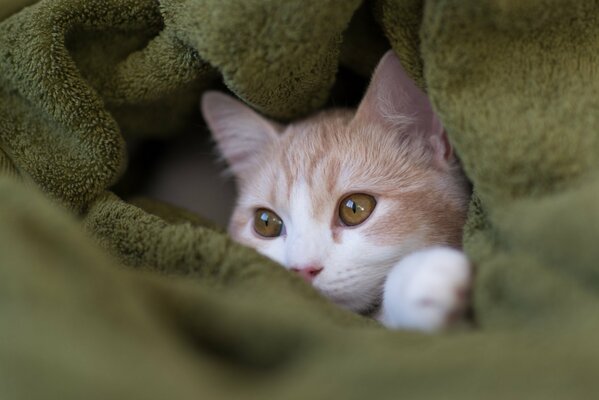 A red-haired cat in a shaggy green towel