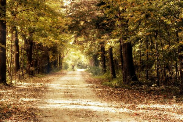 The road in the forest in nature among the trees