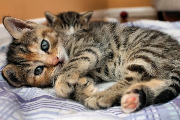 A cat and a kitten are lying on a striped bed