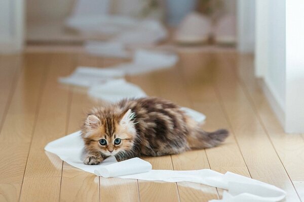 Kitten on the floor playing with toilet paper