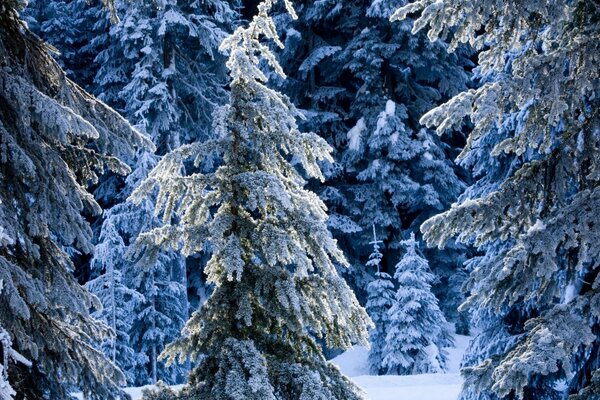 Fabulous fir trees under a blanket of snow