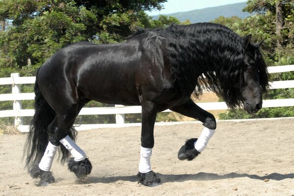 Cheval noir étalon sur la course